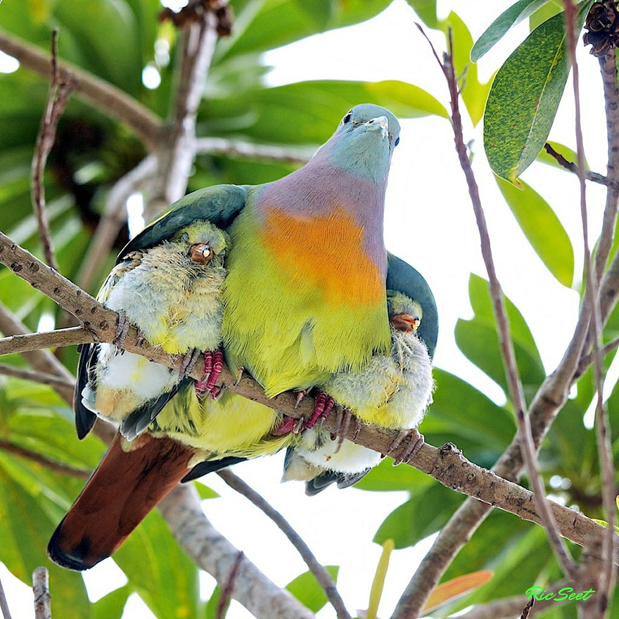 Bird Parents