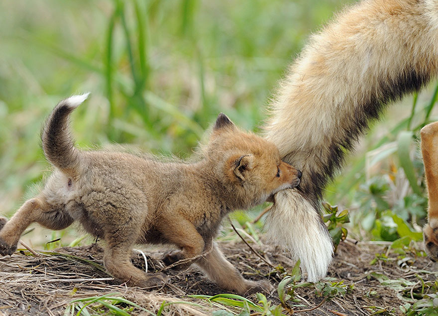 Chettah Cub