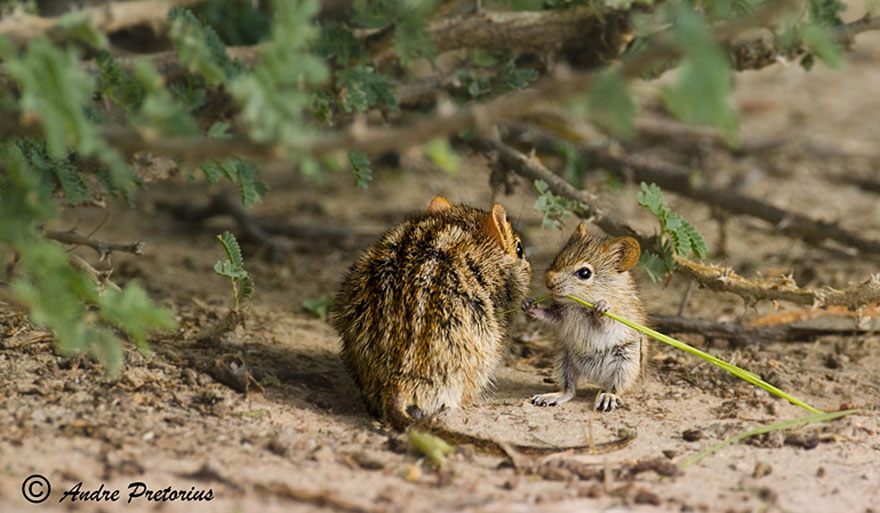 Hamster Mother & Baby