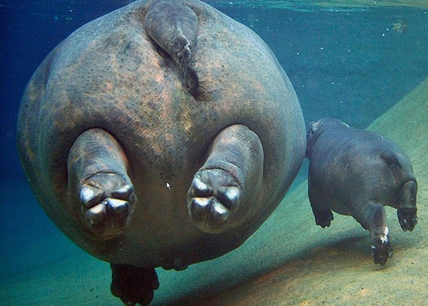 Hippopotamus Parents